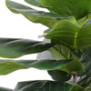 Picture of FIDDLE LEAF FIG TREE 48"