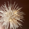 Picture of FINCH CHANDELIER