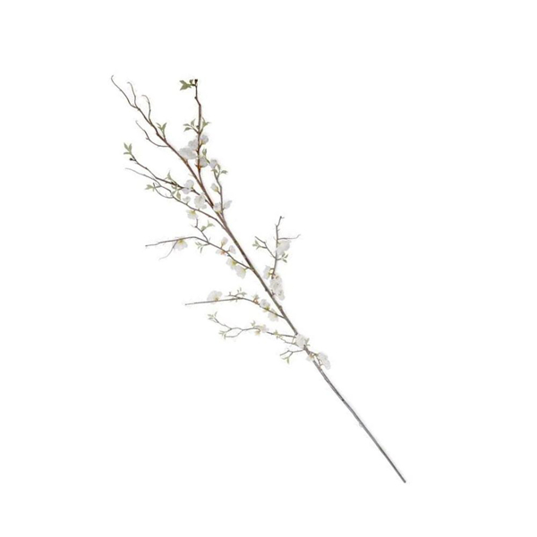 Picture of CHERRY BLOSSOM BRANCH, WH