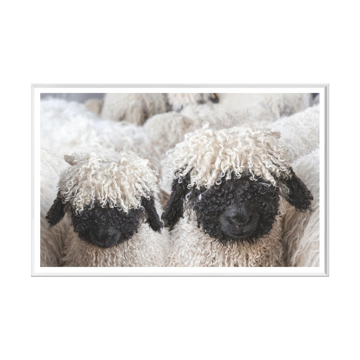 Picture of VALAIS BLACKNOSE SHEEP